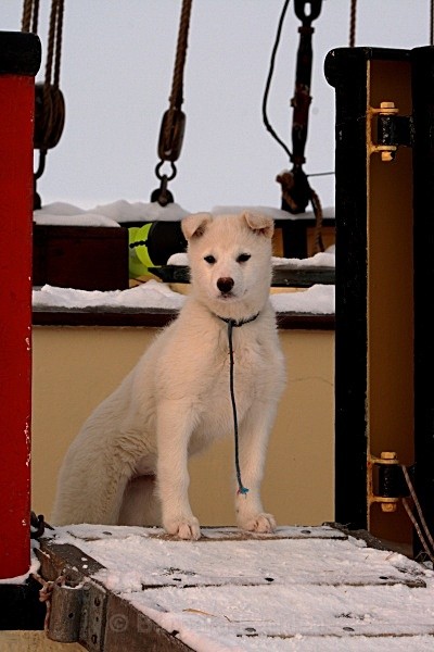Husky puppy 5424 - Winter in the daylight