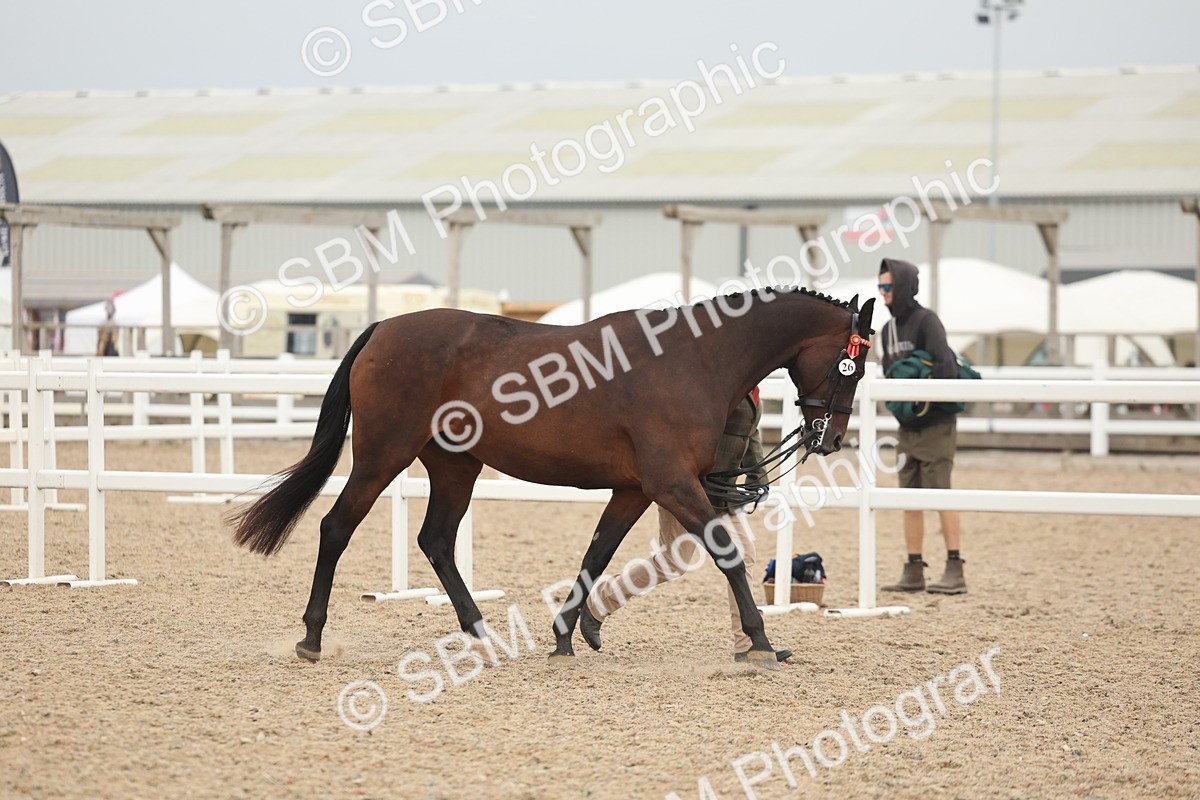 SBM_19797 - Class 318 - IH Part Bred Horse-Pony