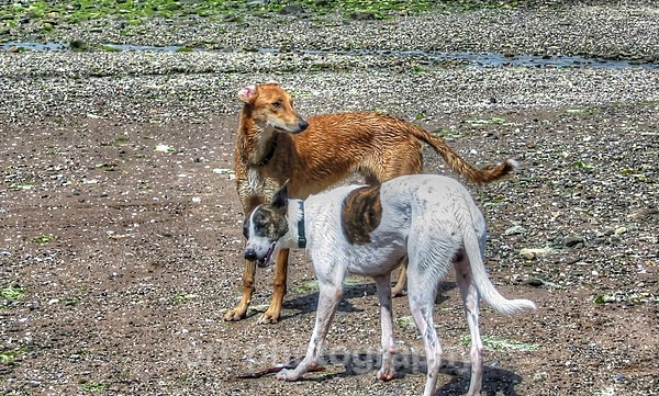 Seamus & Meka - Dogs