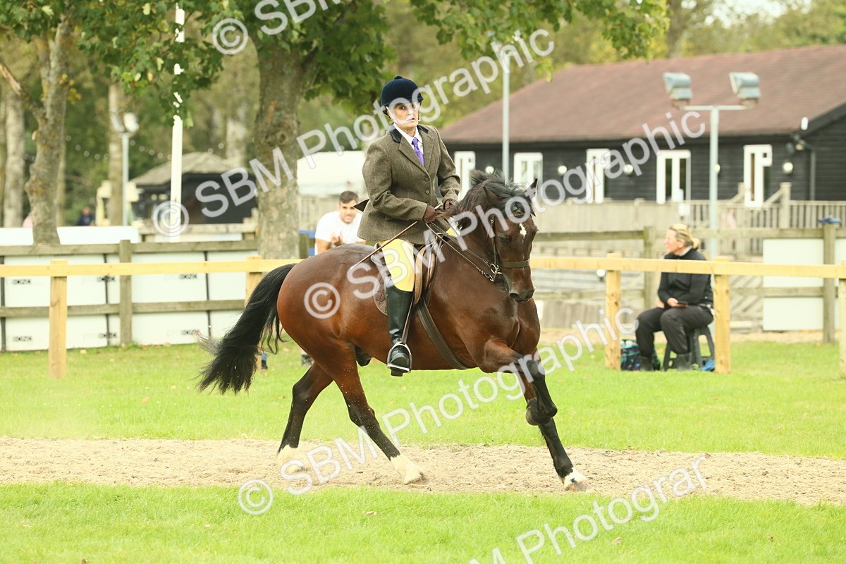 SBM_71998 - S60 - Mountain & Moorland Ridden Large Breeds