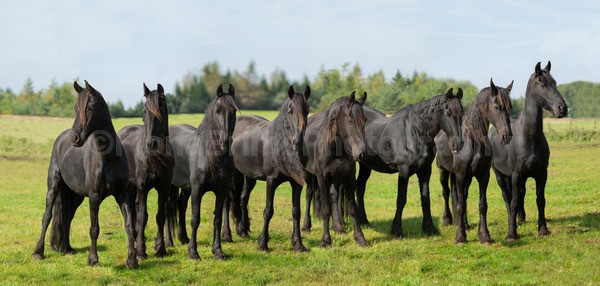 Pentland Friesians - Friesians