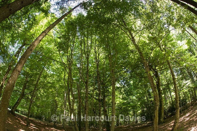  - Plants: wide-angle