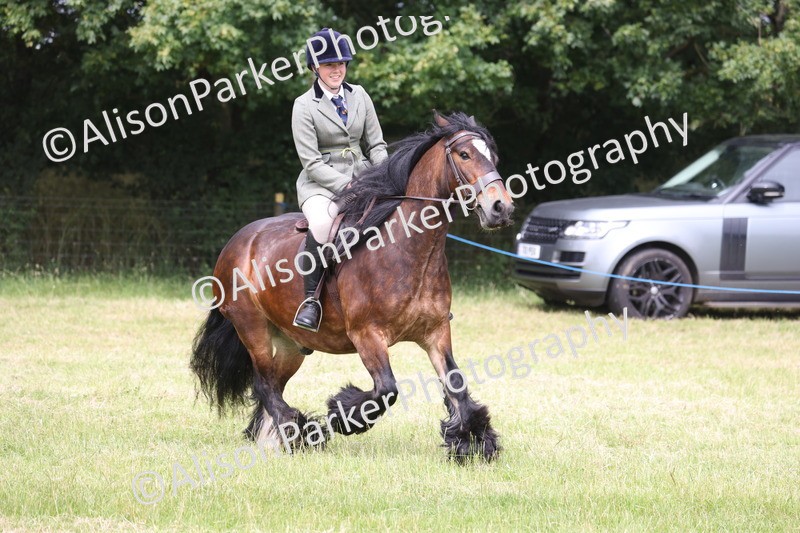 20260614-3234 - Class 22 - Open Working Hunter