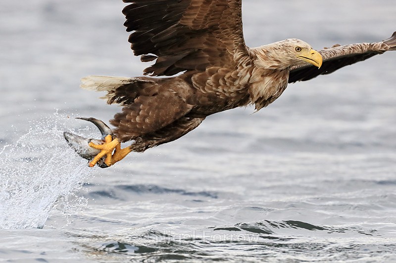 Sea Eagle lifts off with fish, close view - Flatanger, Norway - White-tailed Sea-Eagle
