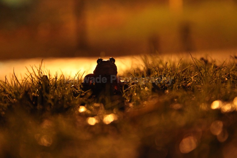  - Reptiles, amphibians & pond life, Great Britian