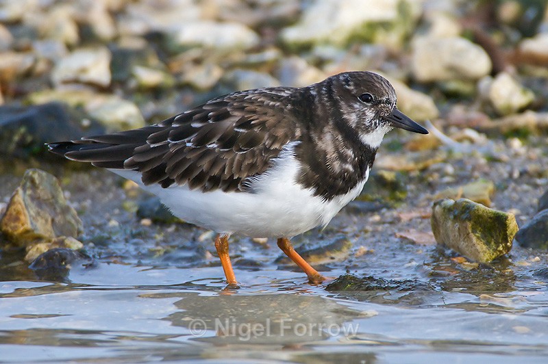 Turnstone wading in the lagoon on Brownsea Island - Turnstone