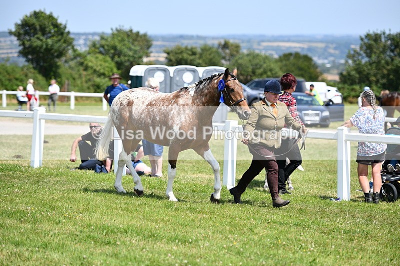 DSC_7919 - Coloured Horse In Hand Championship