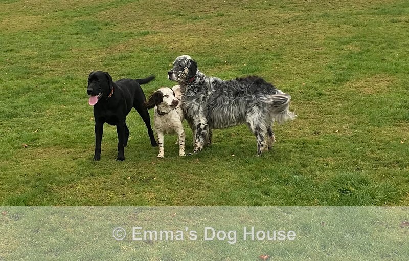  - Dogs