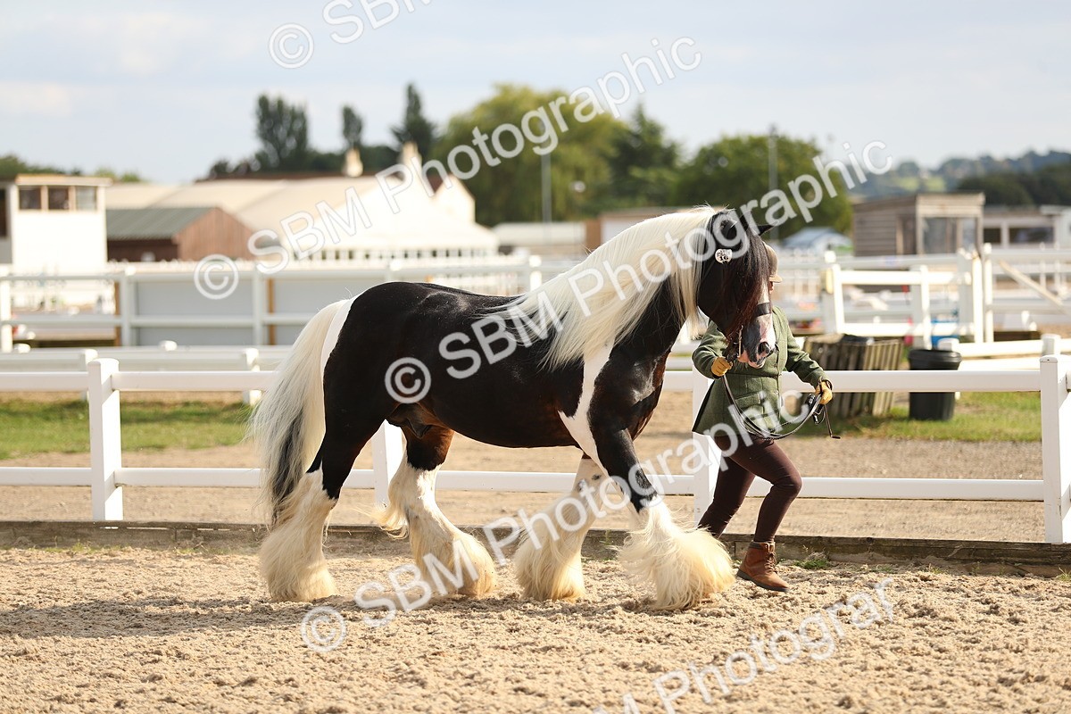 SBM_08567 - Class 28 - IH Veteran Horse
