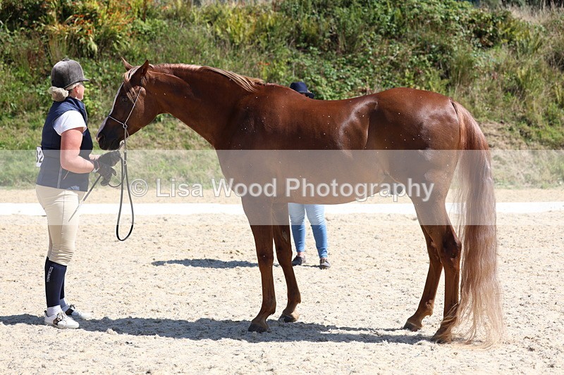 3E7A9772 - Class 33: Arab In Hand