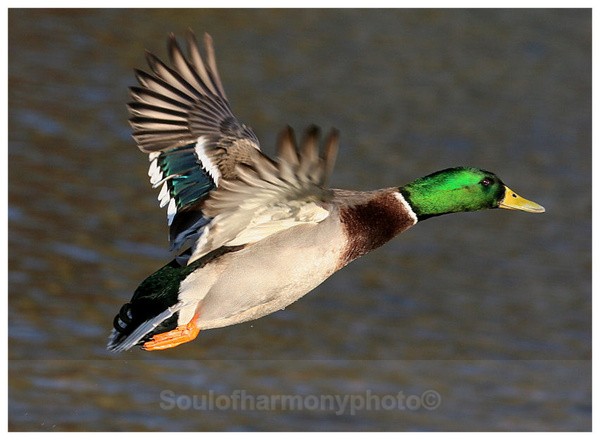 Duck, Mallard - Wildlife Wildlife