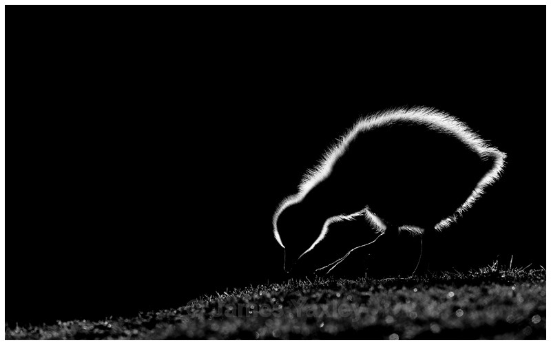 Grazing Gosling  - Latest Work