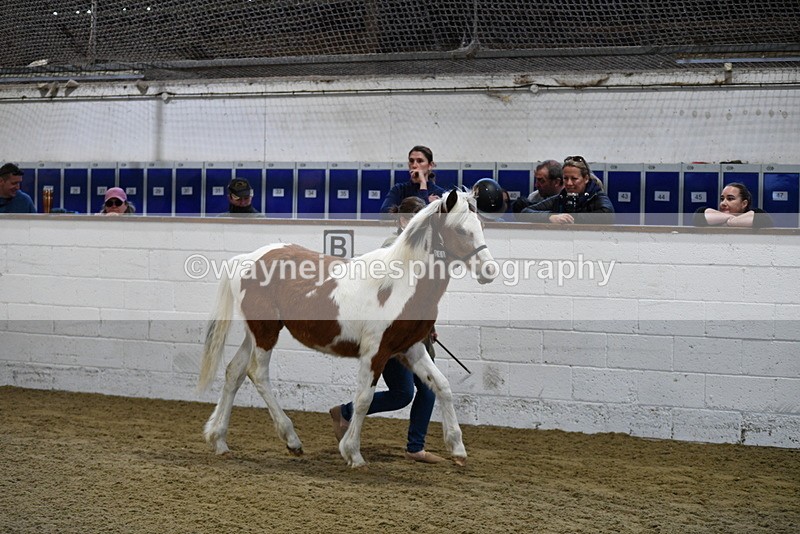 WJ5_3400 - Class 1 Youngstock