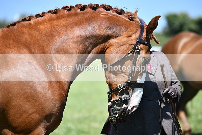DSC_6759 - Class 57: Hunter/Riding Horse/Hack 1, 2 & 3 yr olds