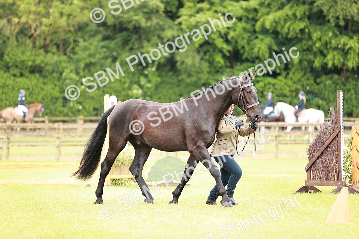 SBM_00796 - Class 26-30 Sport Horse In Hand