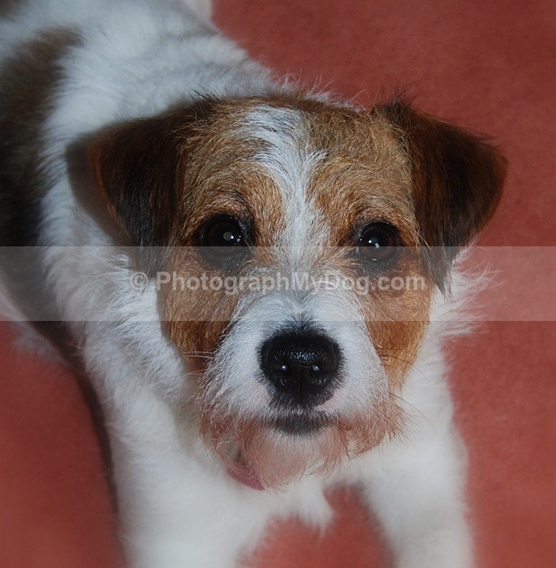  - Jack Russell Terriers