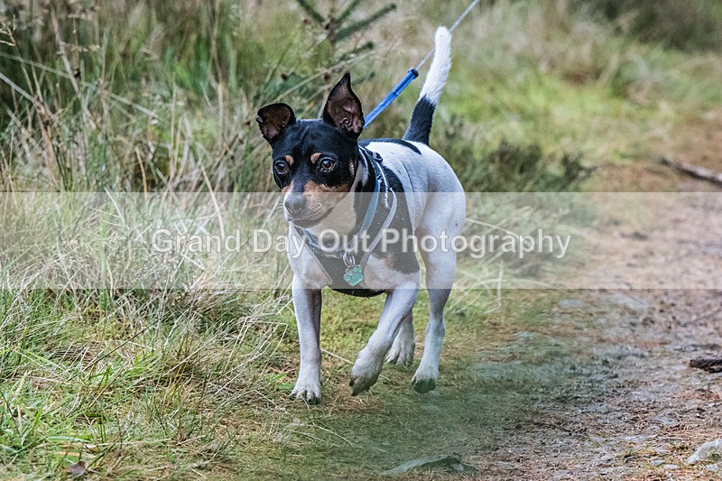 Glentress-1588 - High Terrain Events Glentress 21 & 10K Trail Races Saturday 15th November 2025
