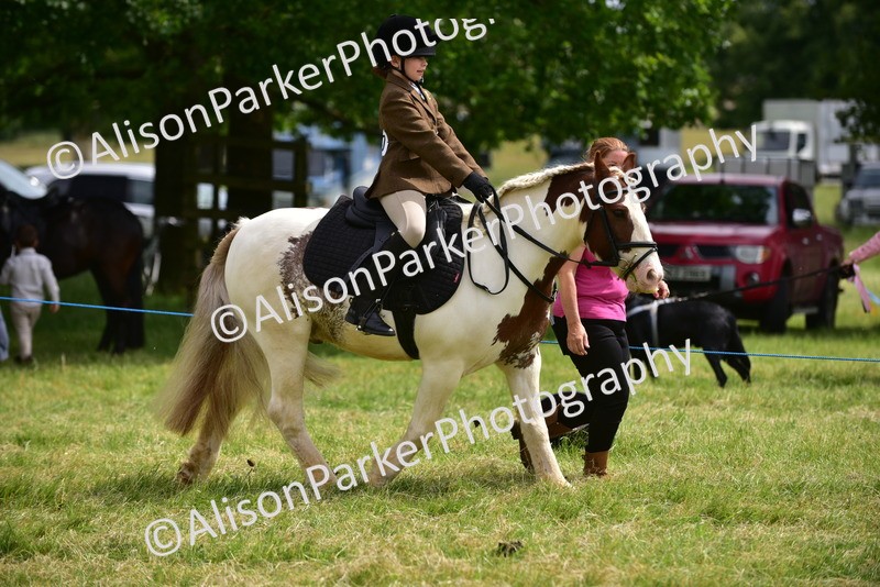 20260614-3972 - Class 16 - Handsome Gelding
