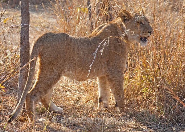 Juvenile Lion, Zambia - African Safari Tour 09 Zambia, Botswana,Namibia & South Africa