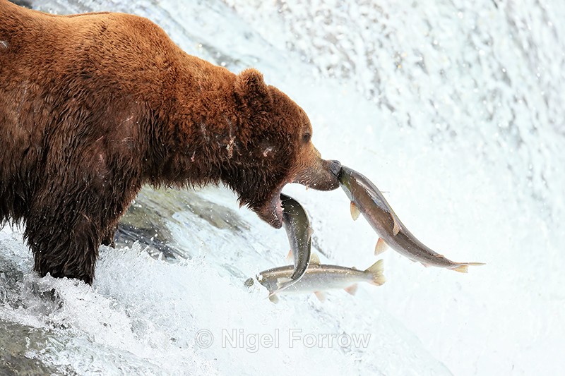 Jumping salmon hits Brown Bear on nose, Brooks Falls, Alaska - Brown Bear