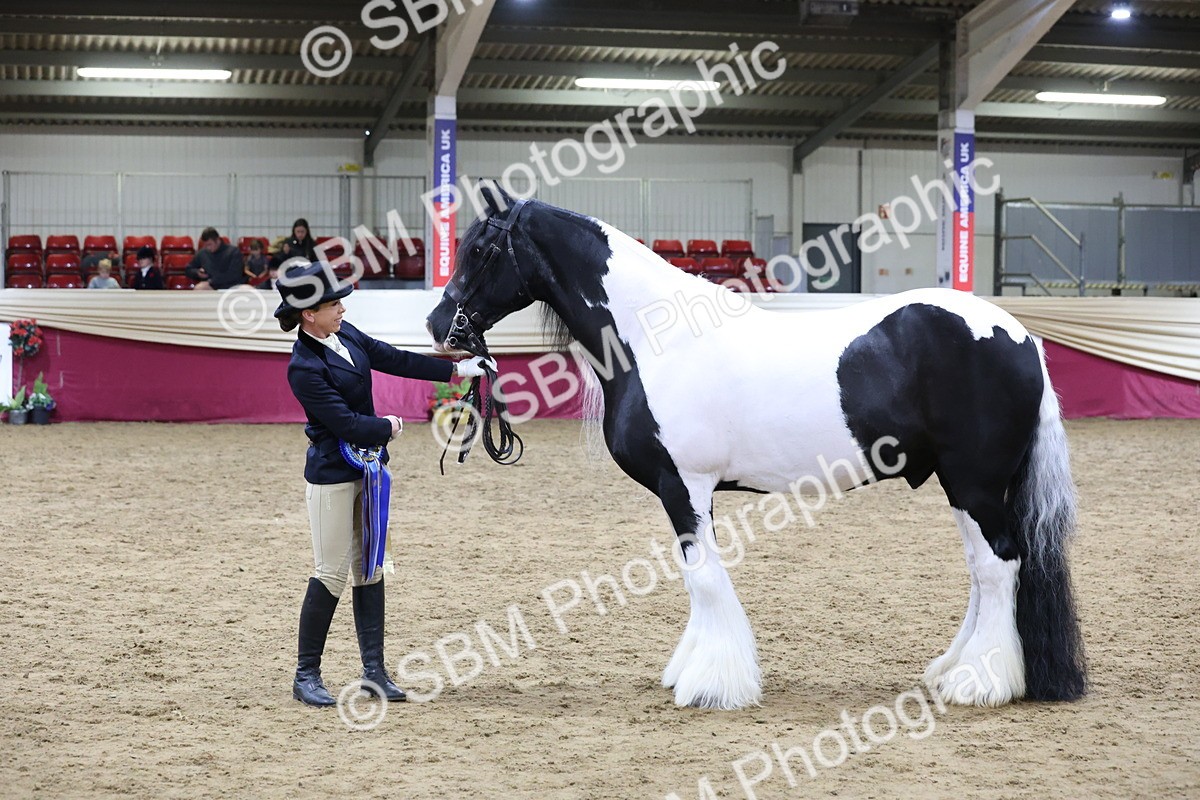 SBM_20456 - Class F - IH Small (148cm & Under)Champ