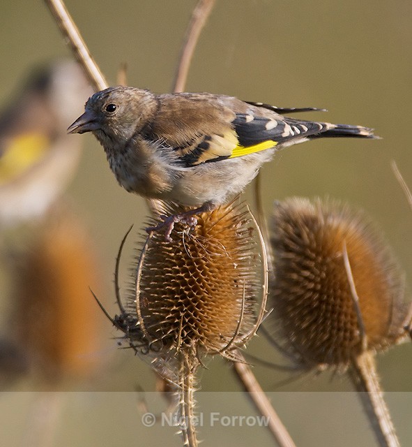 Goldfinch (juvenile) on a teasel seed head at Otmoor - Goldfinch