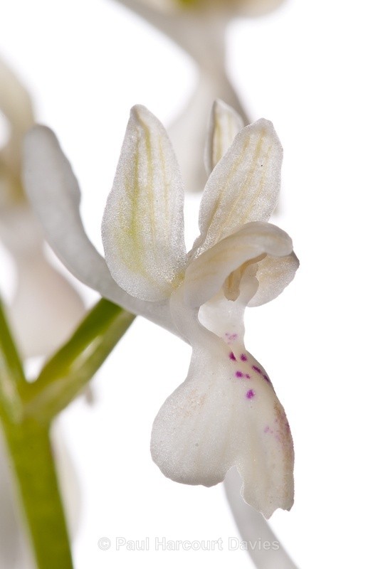  - WB: Orchids - Orchis