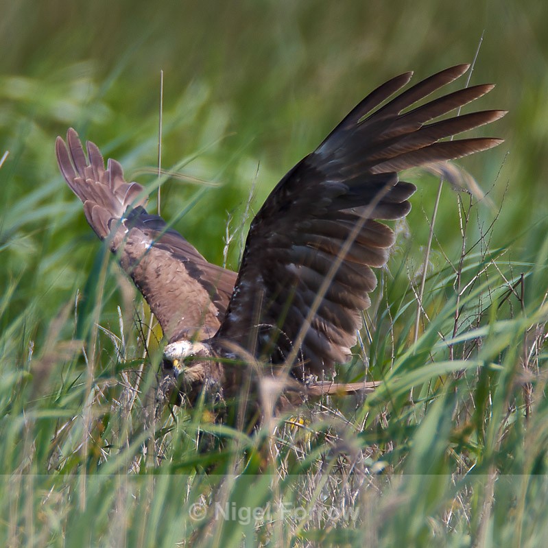 Marsh Harrier (female) about to take off from the reed beds at Otmoor - Marsh Harrier