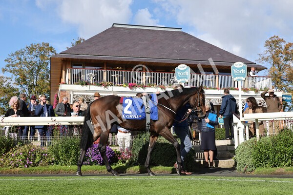 yr08102022r2-2 - Race 2 2.05pm The Coral Rockingham Stakes