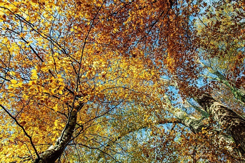 Autumn Leaves - Earth