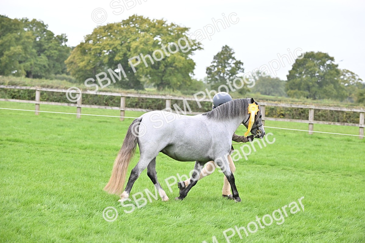 SBM_61109 - S48 - Mountain & Moorland In Hand Small Breeds