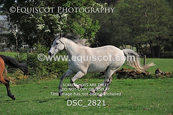 DSC_2821 - ARCHIVE REQUEST - Quincy and Guinness