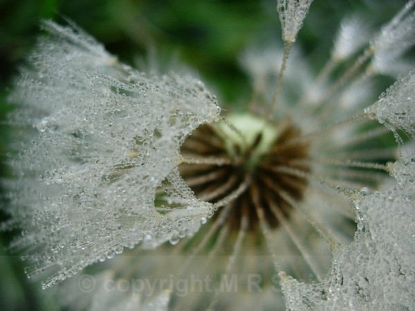 Frosted Seeds - MACRO & CLOSE UPS 2