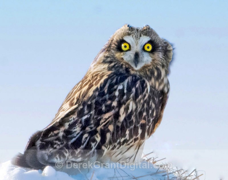 Short-eared Owl Asio flammeus