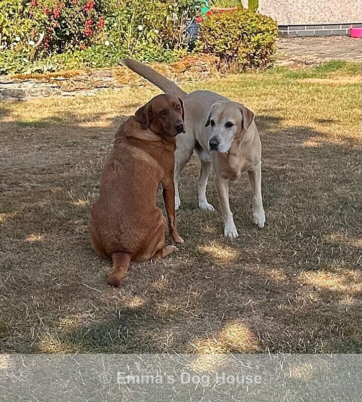 - Dogs