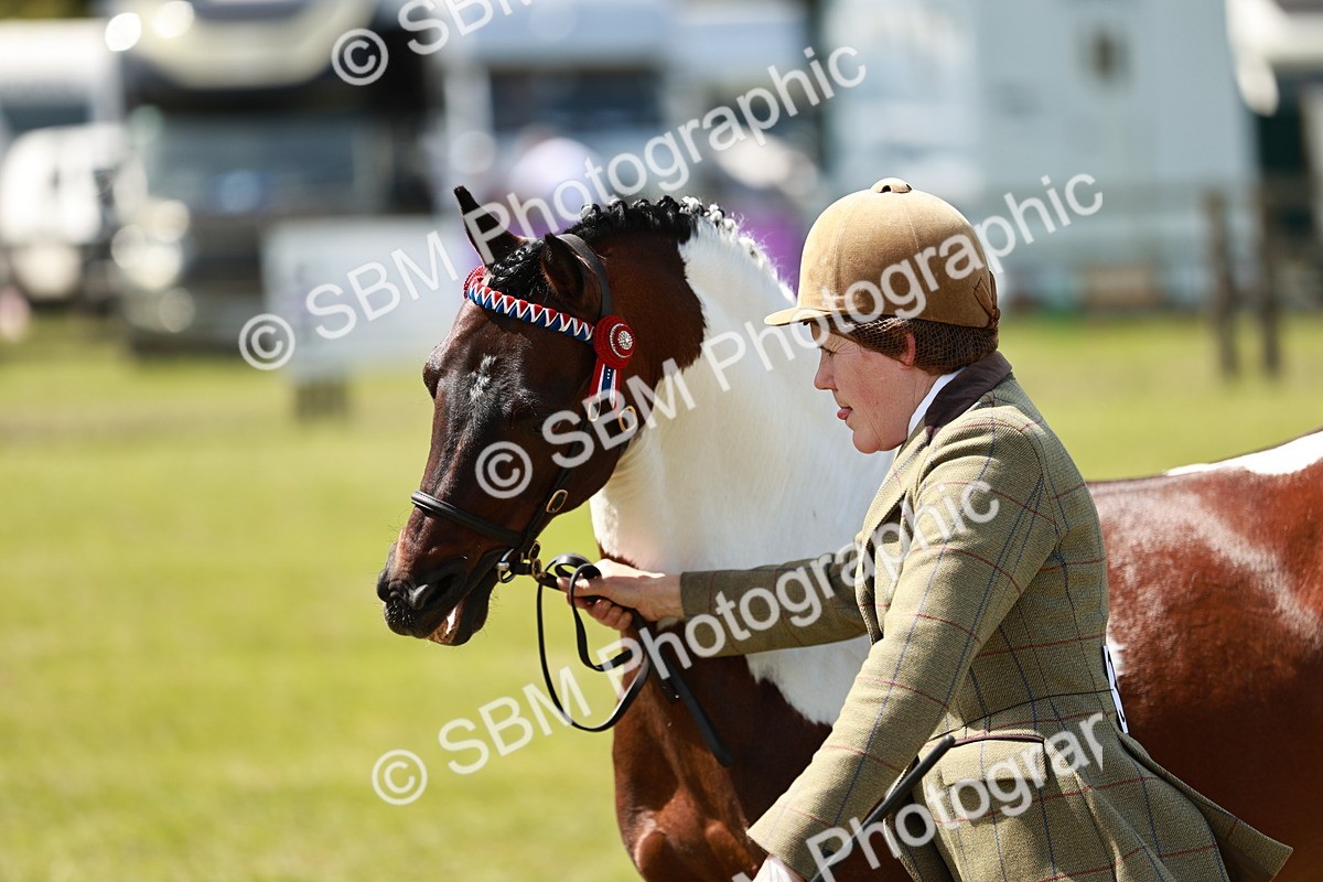 SBM_05464 - Class 41-45 - Riding Pony-Hunter Pony Breeding