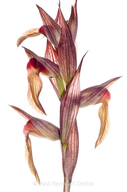  - WB: Orchids - Various