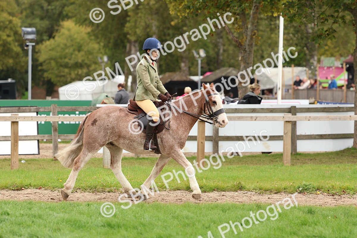 SBM_67519 - S60 - Mini Show Cob Ridden