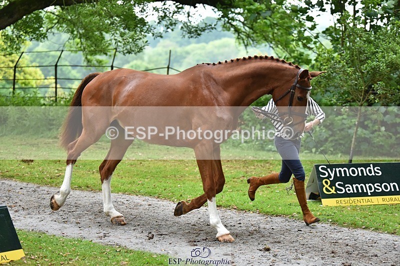 240522-170118-01328 - 233-SILVESTERS_FINESSE-Rosalind_Canter