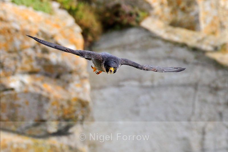 Peregrine (adult) in flight along the cliffs at Durlston - Peregrine Falcon