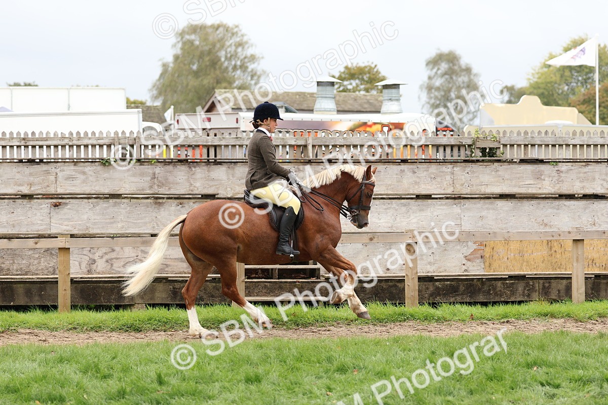 SBM_69585 - S62 - Mountain & Moorland Ridden Large Breeds