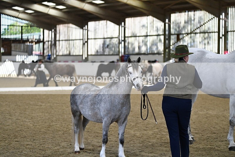 WJ5_4066 - Class 2 Best Condition In hand