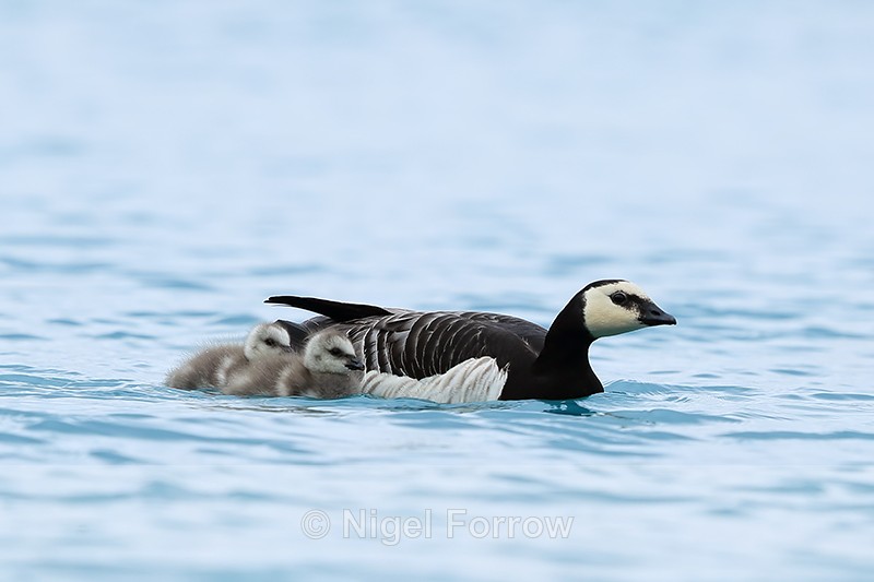 Barnacle Goose & goslings swimming on lagoon, Jokulsarlon, Iceland - Barnacle Goose