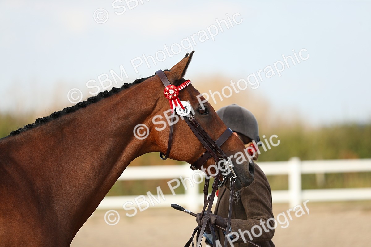 SBM_08634 - Class 28 - IH Veteran Horse