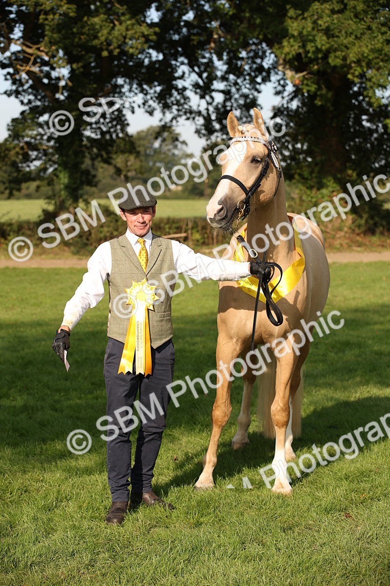SBM_59391 - S52 - Other Coloured Horse In Hand