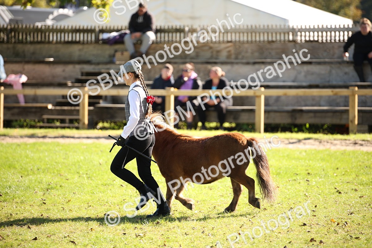 SBM_36606 - S10 - Best In Hand Horse & Pony