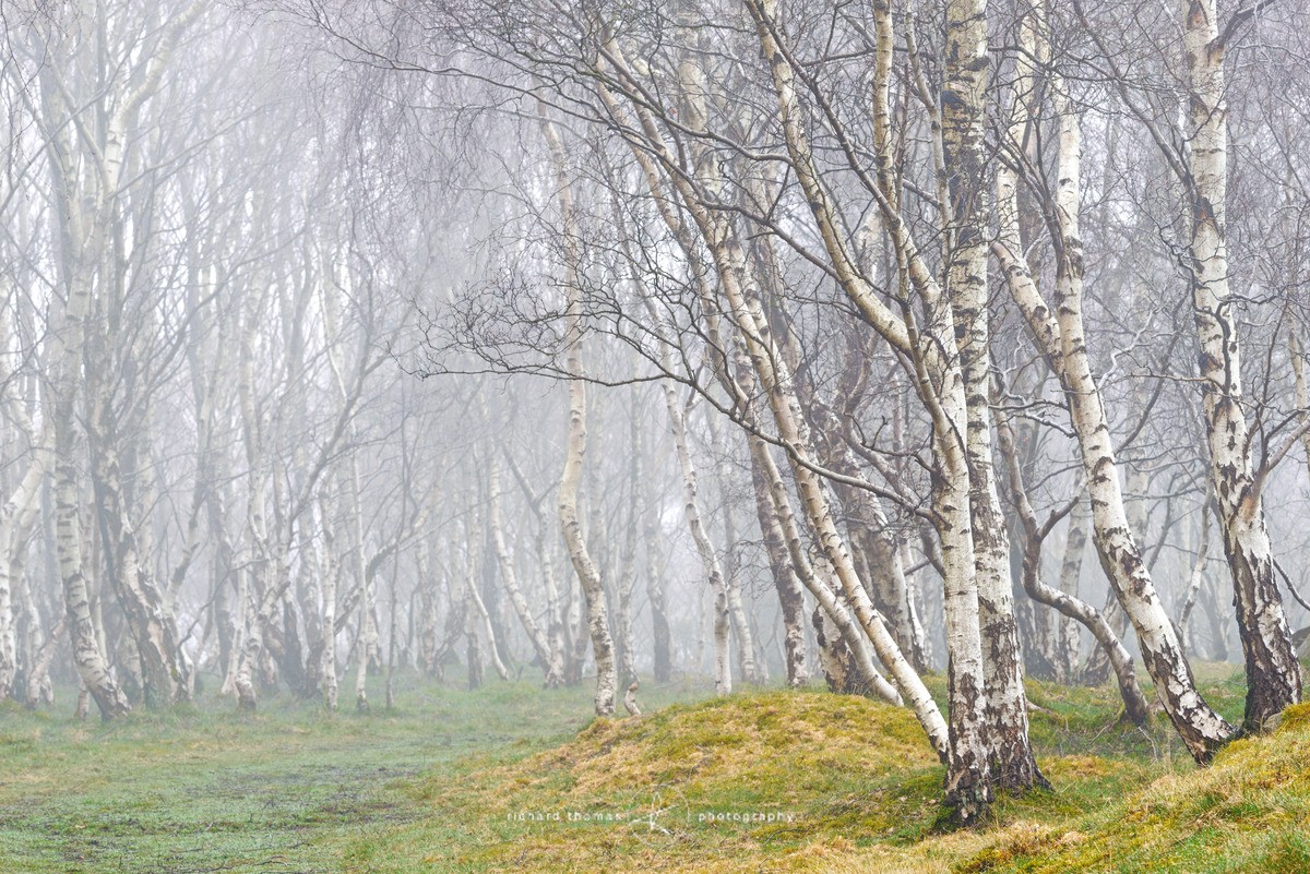 White woods II - Woodland