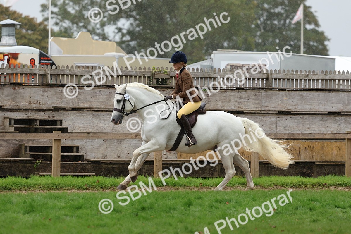 SBM_69689 - S62 - Mountain & Moorland Ridden Large Breeds