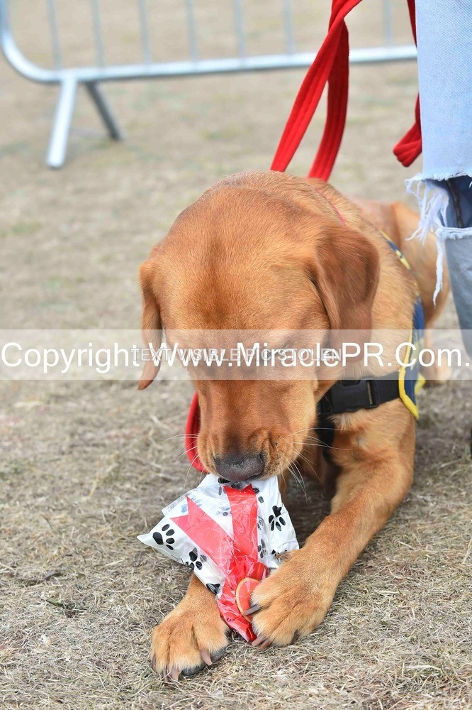 SH4_0172 - Dog show.