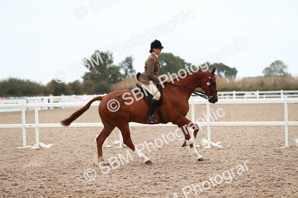 SBM_17647 - Class 215 Ridden Hack/ Riding Horse